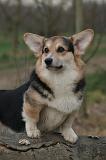 CORGI PEMBROKE 1491